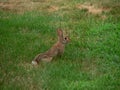 Bunny in the Grass