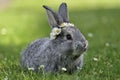 Bunny in grass, daisy coronet on head, spring and easter Royalty Free Stock Photo