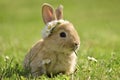 Bunny in the green spring grass. Daisy coronet at bunny head. Young easter bunny