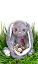The bunny holds eggs in its paws on a white wooden background. Easter Day. Royalty Free Stock Photo