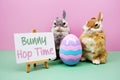 Bunny Hop Time text with rabbit and egg on pink and green background Royalty Free Stock Photo