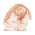 Bunny isolated on white background .Hand painted Watercolor illustration.