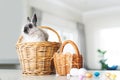 Bunny kisses, Easter wishes. a cute rabbit sitting in a basket with eggs at home.