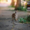 Bunny Looks Into Camera During Sunset
