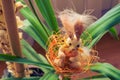 Bunny in the nest in green plant during easter