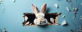 Bunny peeking out of a hole in blue wall fluffy eared bunny easter bunny banner rabbit jump out torn hole