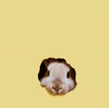 Bunny peeking out of a hole in wall, fluffy eared bunny easter bunny banner, rabbit jump out torn hole, Generative AI