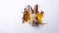 Bunny peeking out of a hole in white wall Royalty Free Stock Photo