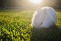 Bunny playing in the grass