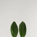 Bunny rabbit ears made of natural green leaves on bright background. Easter minimal concept. Flat lay