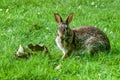 Bunny rabbit in green grass, alert, eating grass Royalty Free Stock Photo