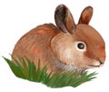 BUNNY. RABBIT. Homemade animal Rabbit.Cute Little Easter Bunny in the Meadow