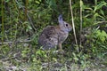 A bunny rabbit sitting in the foliage of a forest. Royalty Free Stock Photo