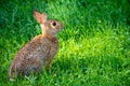 A bunny rabbit sitting up in the grass