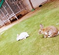 Bunny rabbit two rabbits garden lawn