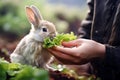 Bunny\'s vitamin rich diet: lettuce leaf delight