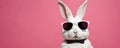 bunny strikes a pose with sunglasses and a thumbsup Royalty Free Stock Photo