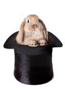 Bunny surprise Royalty Free Stock Photo