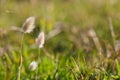 Bunny Tail Grass Flower Heads In Meadow Lagurus ovatus Royalty Free Stock Photo