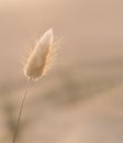 Bunny Tail in natural light.Blurry and soft background