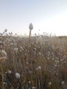 Bunny tails at sunrise