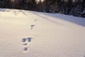 The bunny traces on the white snow on a frosty day Royalty Free Stock Photo