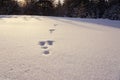 The bunny traces on the white snow on a frosty day Royalty Free Stock Photo