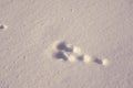 The bunny traces on the white snow on a frosty day Royalty Free Stock Photo