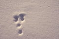 The bunny traces on the white snow on a frosty day Royalty Free Stock Photo
