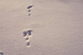 The bunny traces on the white snow on a frosty day Royalty Free Stock Photo