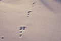 The bunny traces on the white snow on a frosty day Royalty Free Stock Photo