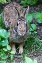 Bunny with Two Sets of Eyebrows  - Eastern Cottontail - Sylvilagus floridanus Royalty Free Stock Photo