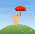 Bunny with umbrella Royalty Free Stock Photo