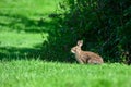 Bunny watching with squinty eyes, sunny day in grassy park