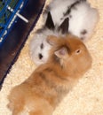 4 Months Old Lionhead Rabbits (Harlequin-Colored, Male and Pointed Piebald Black and White, Female)