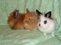 4 Months Old Lionhead and Longhair Lionhead Rabbits - Male and Female