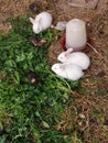 Bunnys and chicks