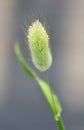 Bunnytail Ornamental grass (Lagurus ovatus) Royalty Free Stock Photo
