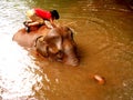 Bunong Elephant Bath in Mondulkiri