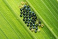 Blue Insect Eggs on Green Background