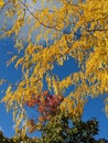 Bunte Herbstfarben an den BÃ¤umen. Im Hintergrund blauen Himmel. Es ist Herbst. Royalty Free Stock Photo