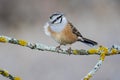 Bunting Emberiza cia in autumn perched on a branch with yellow lichens