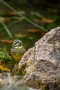 Bunting or Emberiza cirlus, passerine - scribal family.