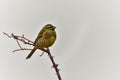 Bunting or Emberiza cirlus, passerine bird of the scribal family.