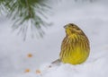 Buntings - Emberiza citrinella