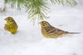 Buntings - Emberiza citrinella