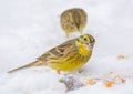 Buntings - Emberiza citrinella