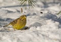 Buntings - Emberiza citrinella