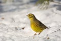 Buntings - Emberiza citrinella