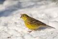 Buntings - Emberiza citrinella